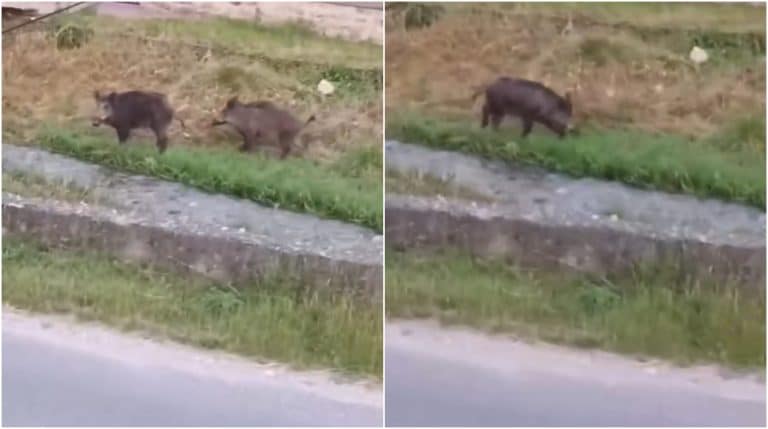 Orașul din România unde porcii mistreți au luat locul turiștilor. Se plimbă în voie pe străzi